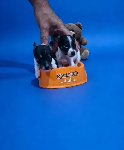Pinscher Filhotes Macho