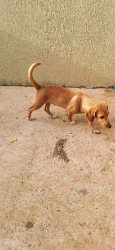 Cachorrinhos fofos 