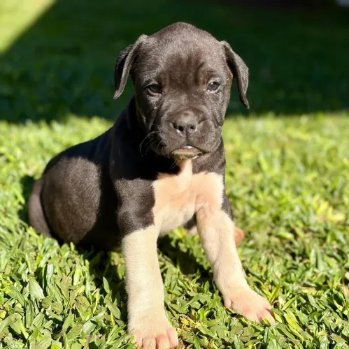 Boxer Fêmea 