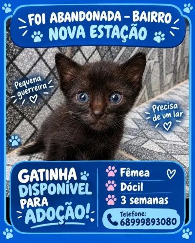 Gatinha pra adoção 
