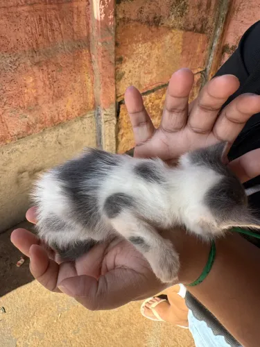 Doação gatos filhotes