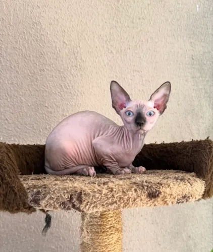 Filhote Sphynx
