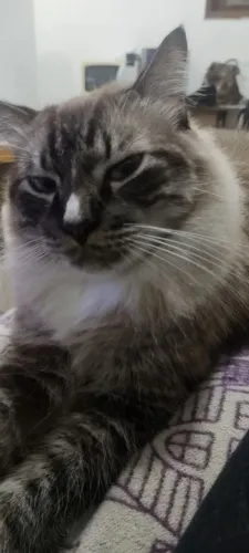 (*u*) Gato macho para adoção (*u*)