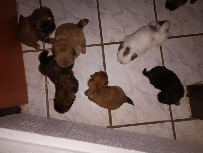 Cachorro Ihasa Apso