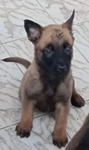 Pastor Belga Malinoar Filhote 45 dias