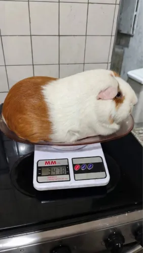 Porquinho da índia gigante