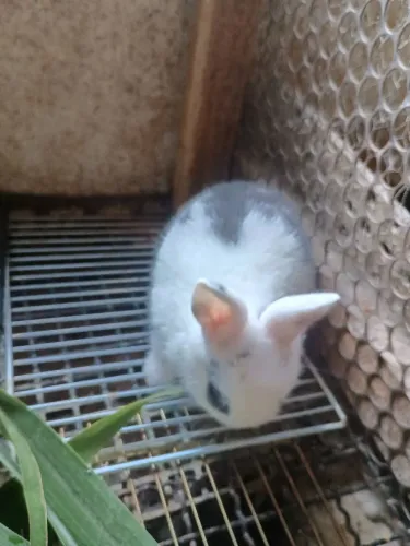 Vendo filhote de Mini coelho