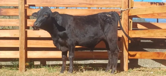 TOURINHO ANGUS PURO
