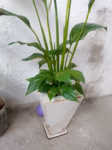 Vazos feito de cerâmica sob encomenda para plantas.