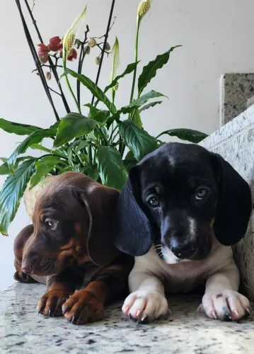 Basset - Arlequim/Piebal/Preto a Pronta Entrega.