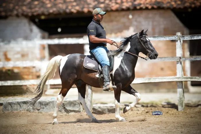 Cavalo mangalarga Pampa de Preto extra e dócil