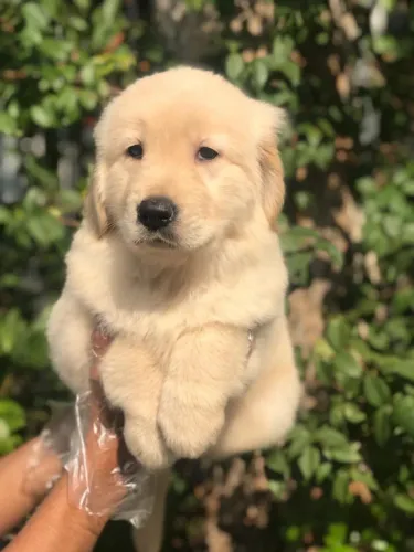 Golden Retriever seu novo melhor amigo chegou !!