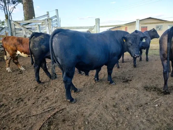Touro Angus PO Pronto para Serviço - Top Genética Americana