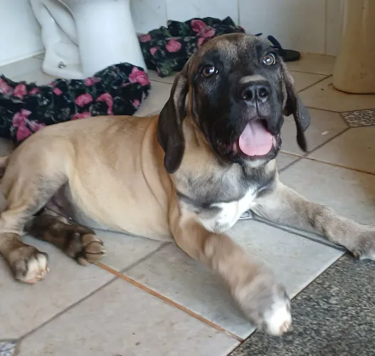 Cachorro fila brasileiro "FÊMEA"