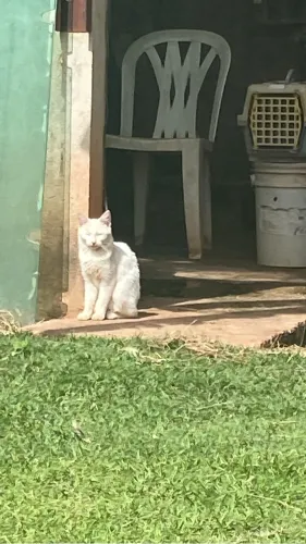 Doação gatinha branca
