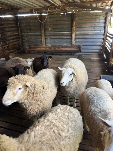 Lote de ovelhas 