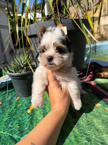 Biewer Terrier Filhotes