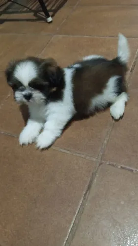 Cachorro 
