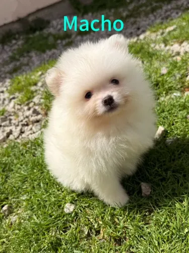 Lulu da Pomerânia parcelo sem juros Spitz Alemão
