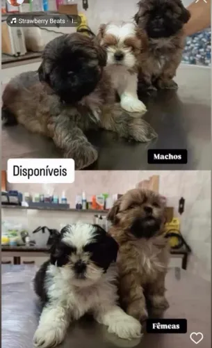 Venda de filhotes. Raça Shitzu Aproveita...