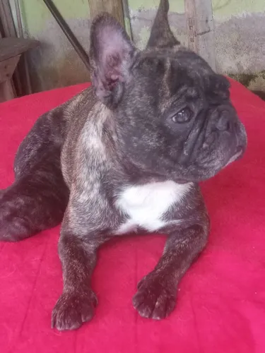 Bulldog francês Fêmea Adulta venda