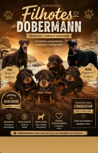 Doberman 