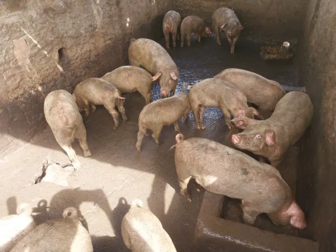 Suínos: porcos e leitões