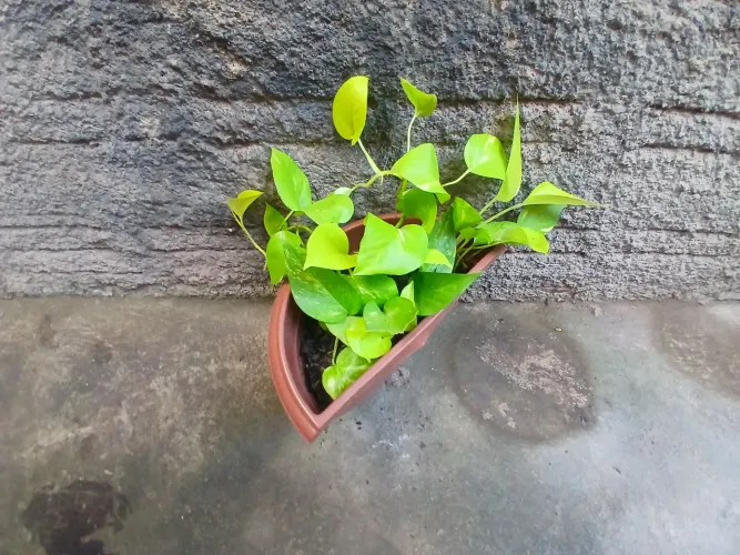 Plantas 