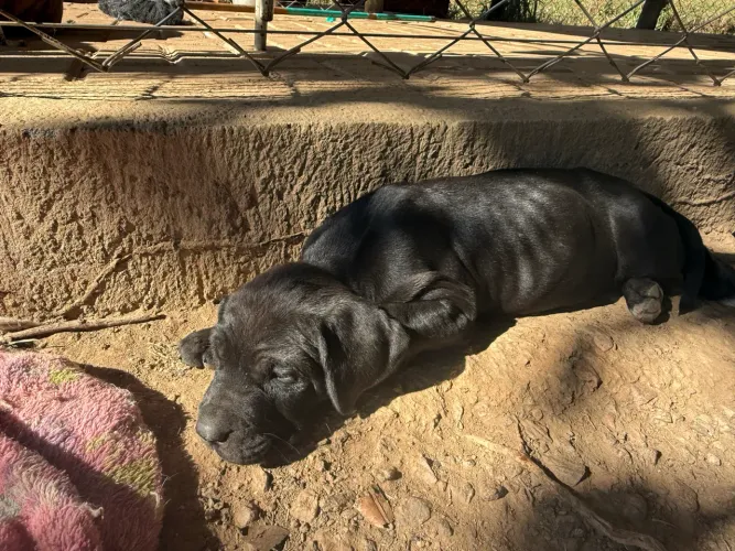 Animais de estimação