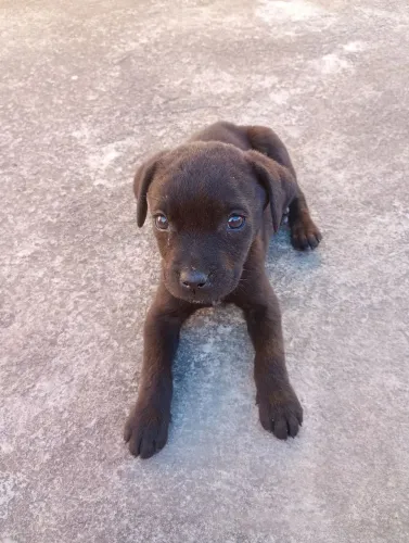 Doação labrador Retriever