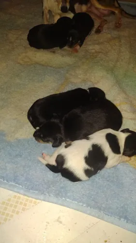 Cachorro pinscher e tbm paulistinha 