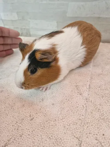 Porquinho da Índia pet a venda