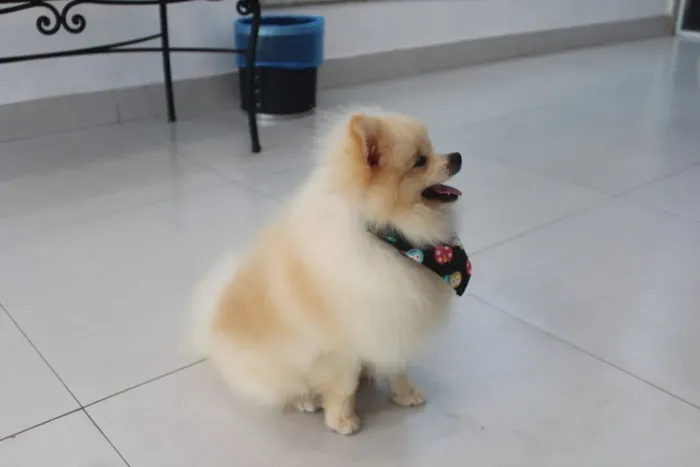 Jovens adultos lulu da Pomerânia