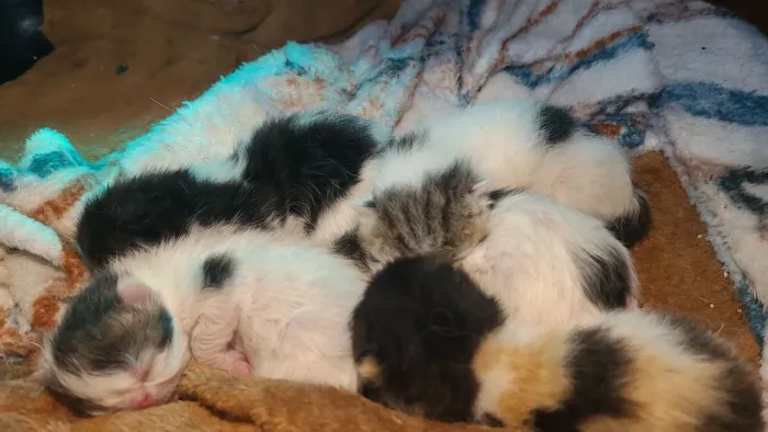 Gatos Persas 