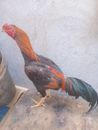Galo