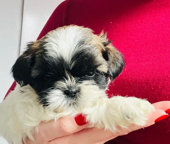 Filhotes de Shih-tzu disponíveis!