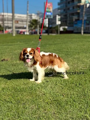 Cavalier King charles Macho para cruzas 