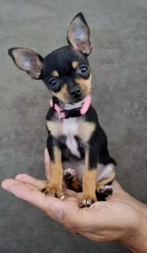 Filhotes De Pinscher - Um Pacotinho De Fofura Para Alegrar Sua Vida