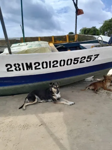 Barco de pesca madeira e fibra a motor