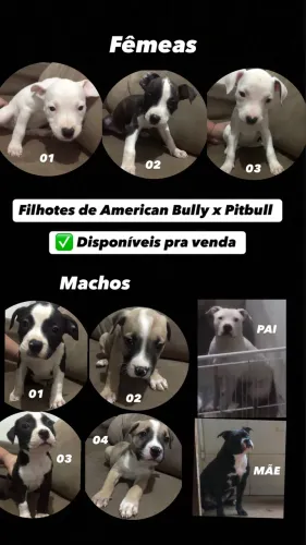 FILHOTES DE AMERICAN BULLY X PITBULL 