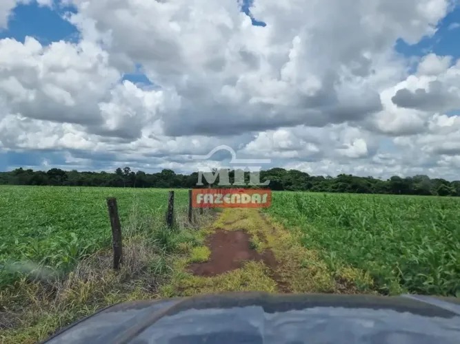 Fazenda 27 alqueires (130,6 hectares) Acreuna - GO