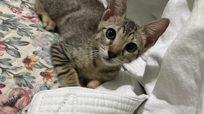 gatinho rajado pra adoção ?
