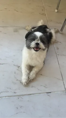 Doação de shih tzu