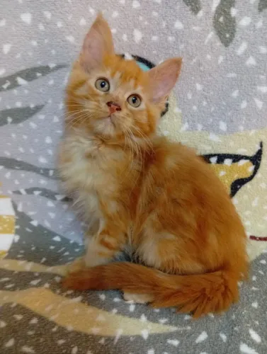 Filhotes de gatinhos mainecoon