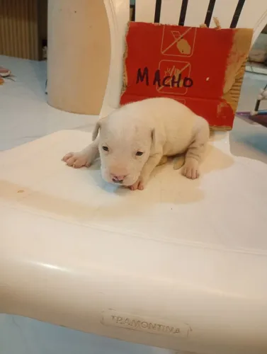 Pit bull 