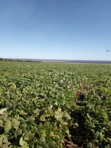 Excelente fazenda no Mato Grosso 