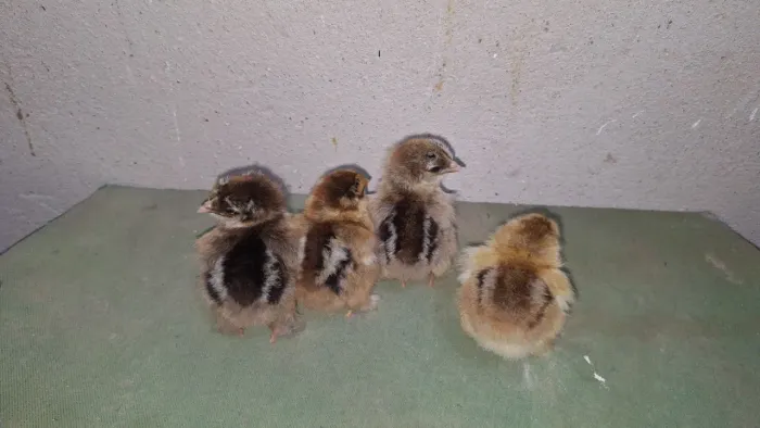 Pintinhos da raça brahma.