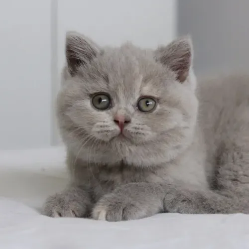 Gato British Shorthair 