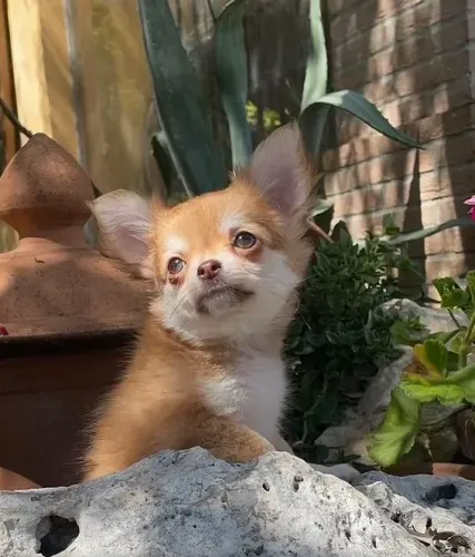 Chihuahua Fêmea cor Gold: O Brilho Que Seu Lar Merece!