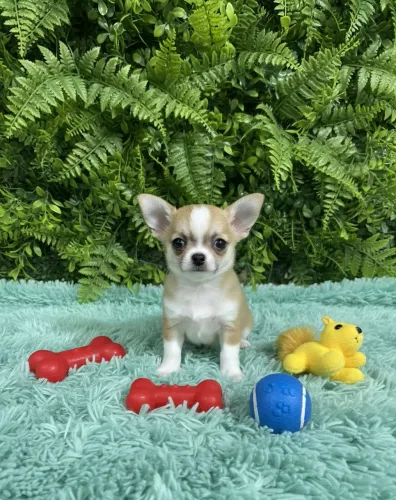 Chihuahua autêntico com pedigree.